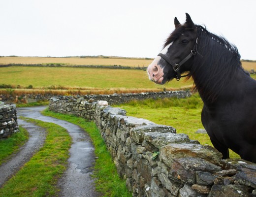 Reducing your horse's laminitis risk...through close monitoring