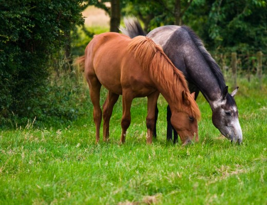 Turn your horse out worry-free this spring