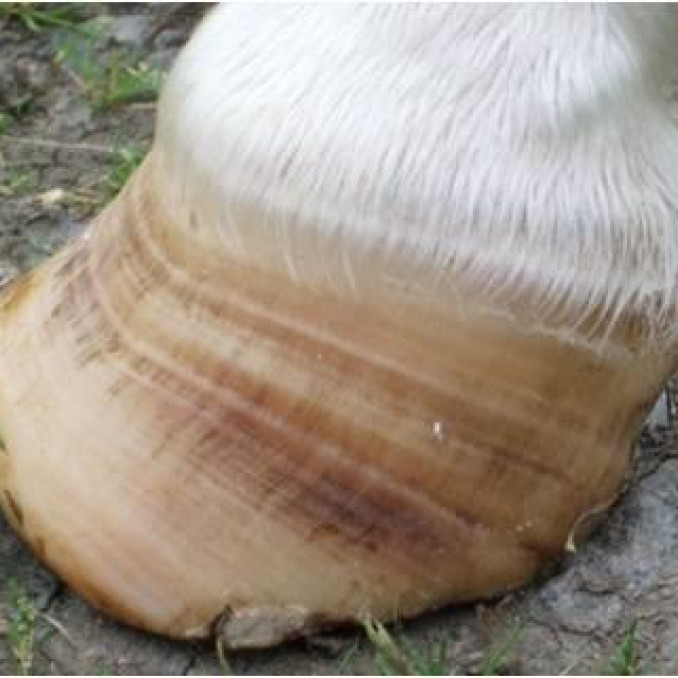 Laminitis Rings