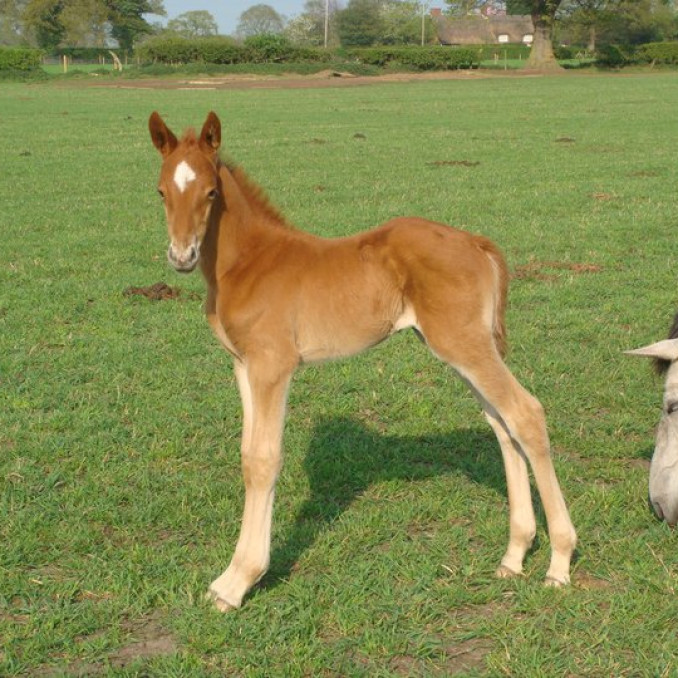 Reduced fertility